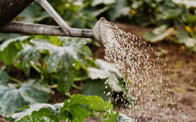 Esővízgyűjtés: A kertöntözés fenntartható megoldása